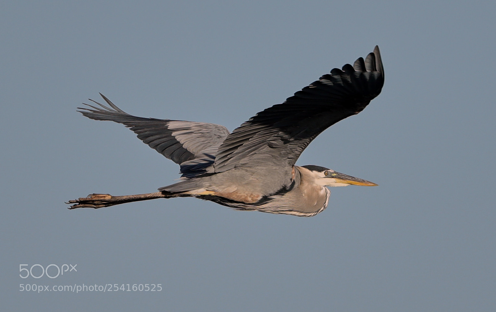 Canon EOS-1D X Mark II sample photo. 04-18-18-0013548.jpg photography