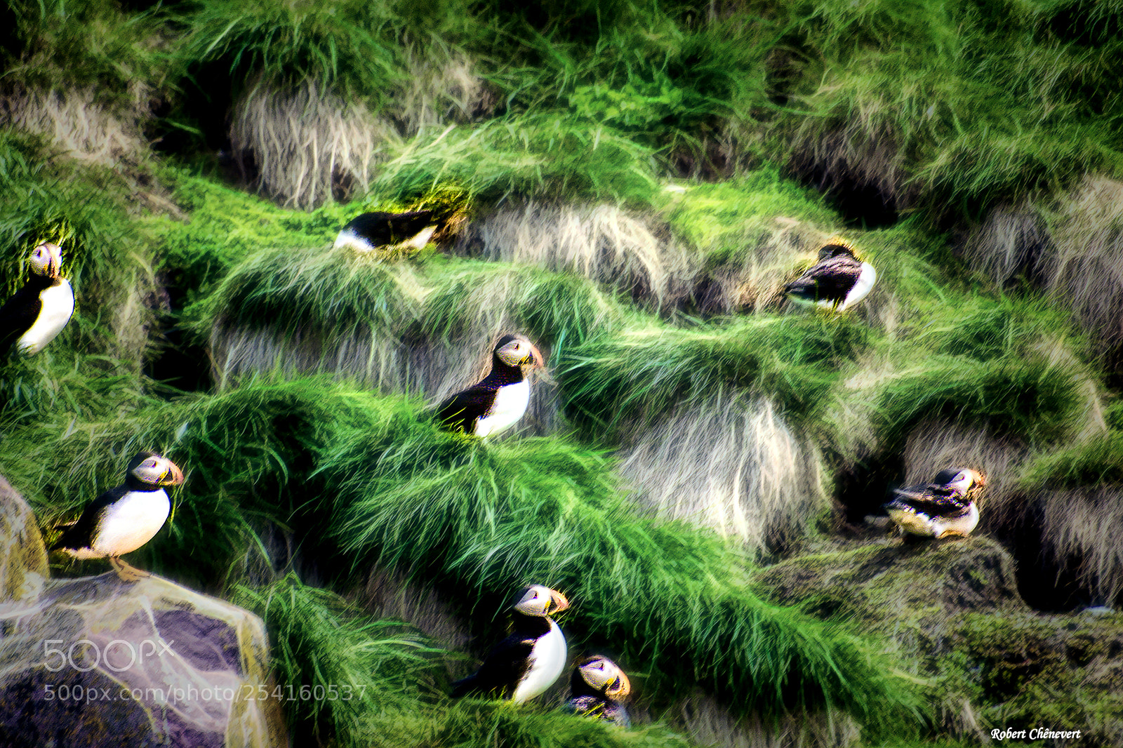 Canon EOS 400D (EOS Digital Rebel XTi / EOS Kiss Digital X) sample photo. Puffins photography