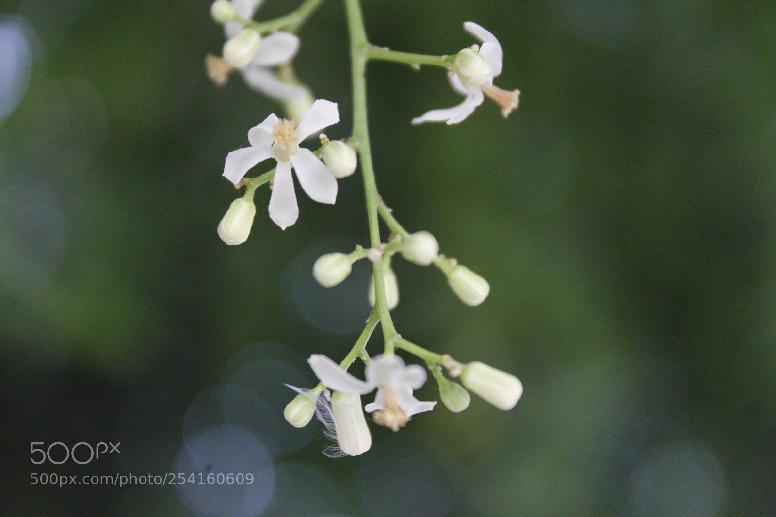 Canon EOS 1200D (EOS Rebel T5 / EOS Kiss X70 / EOS Hi) sample photo. He who makes no photography