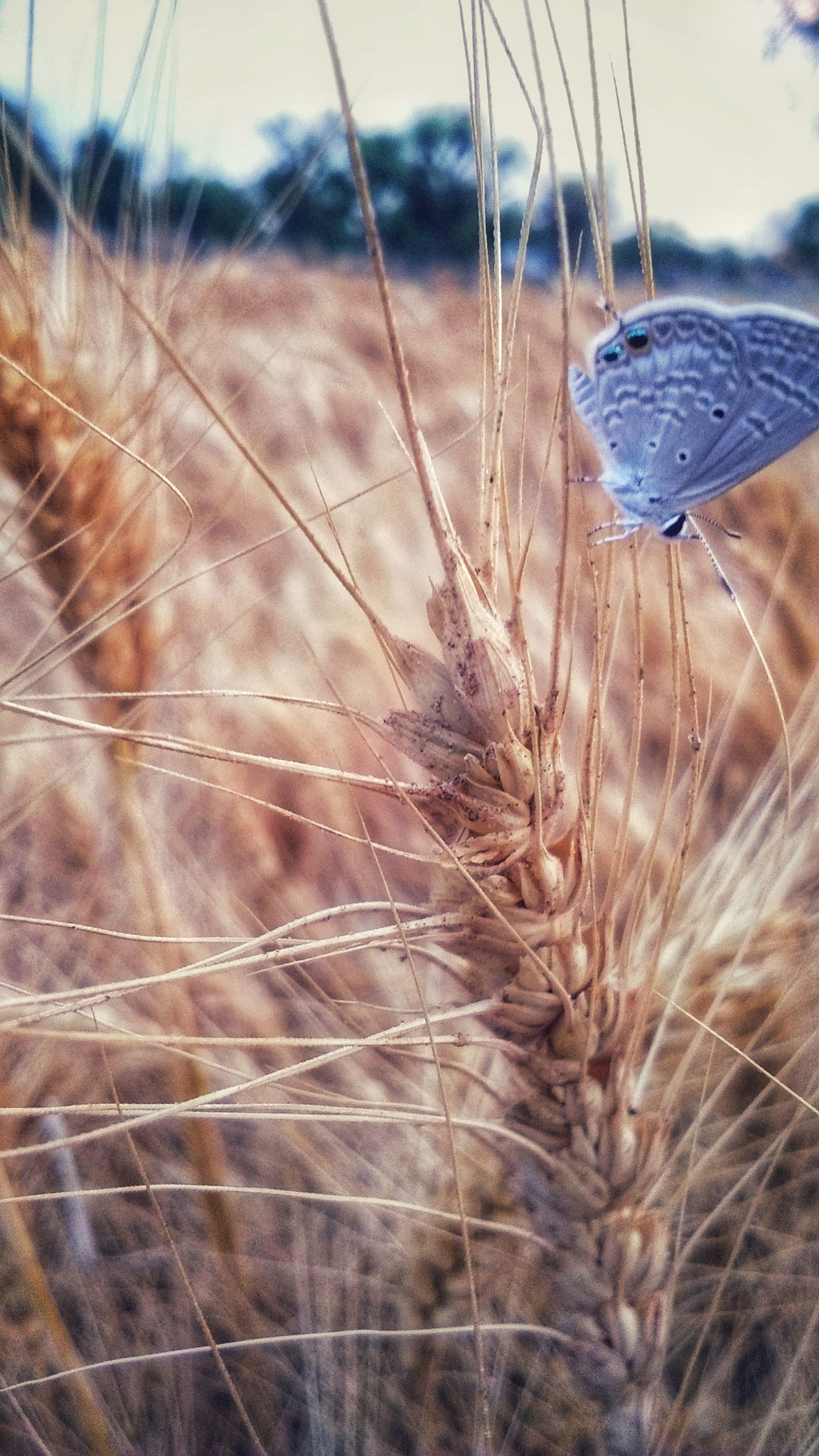 vivo Y53 sample photo. Butterfly photography