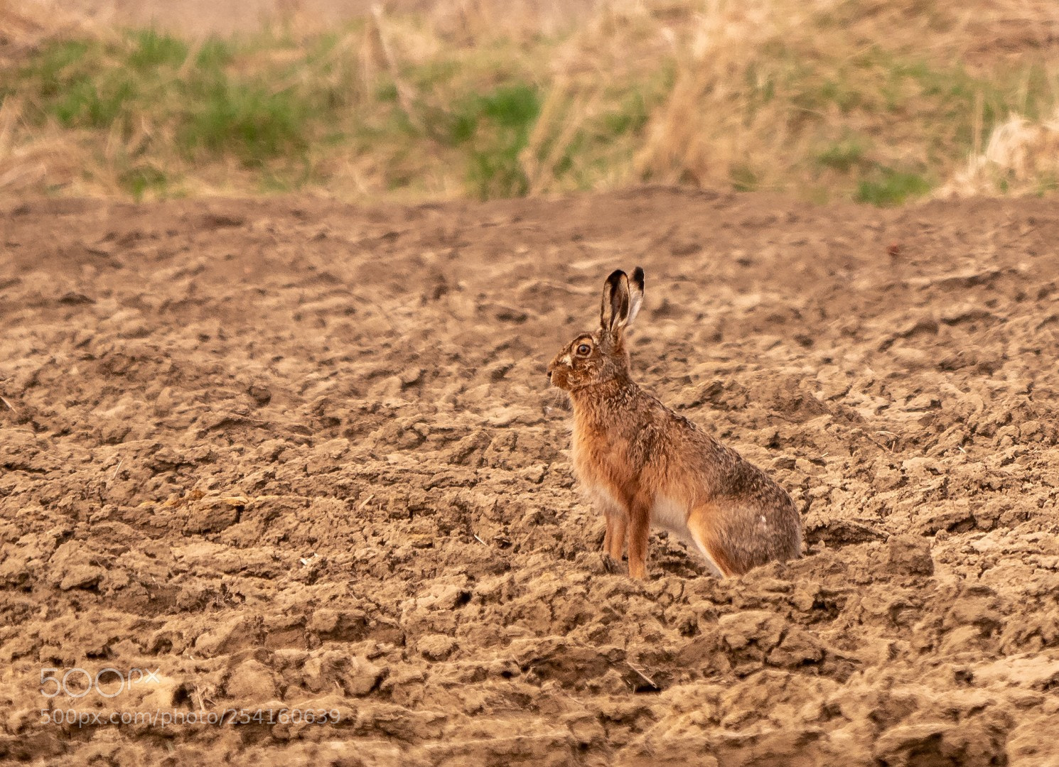 Panasonic Lumix DMC-GX85 (Lumix DMC-GX80 / Lumix DMC-GX7 Mark II) sample photo. Hare photography