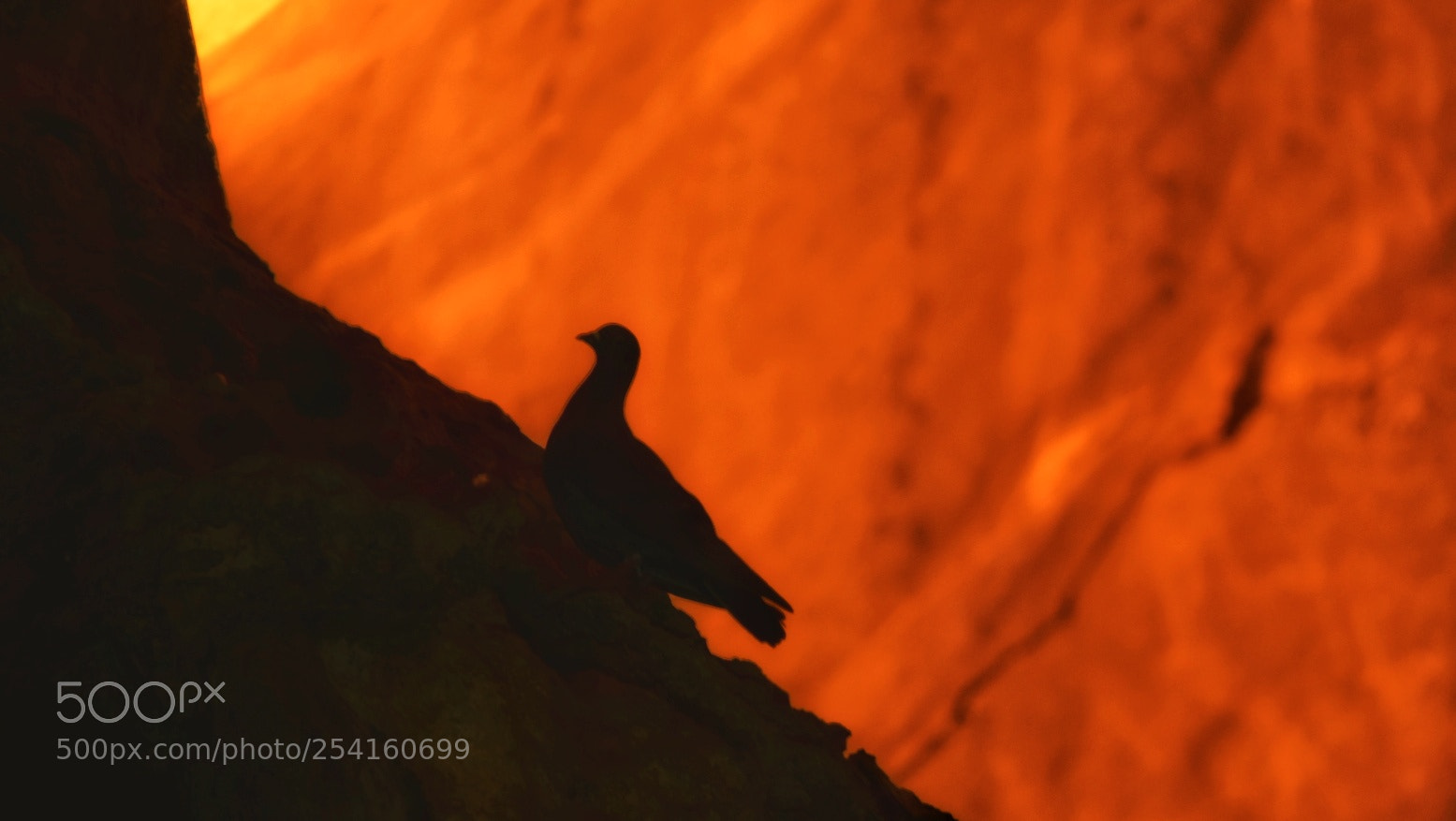 Nikon D5300 sample photo. Artistically a bird photography