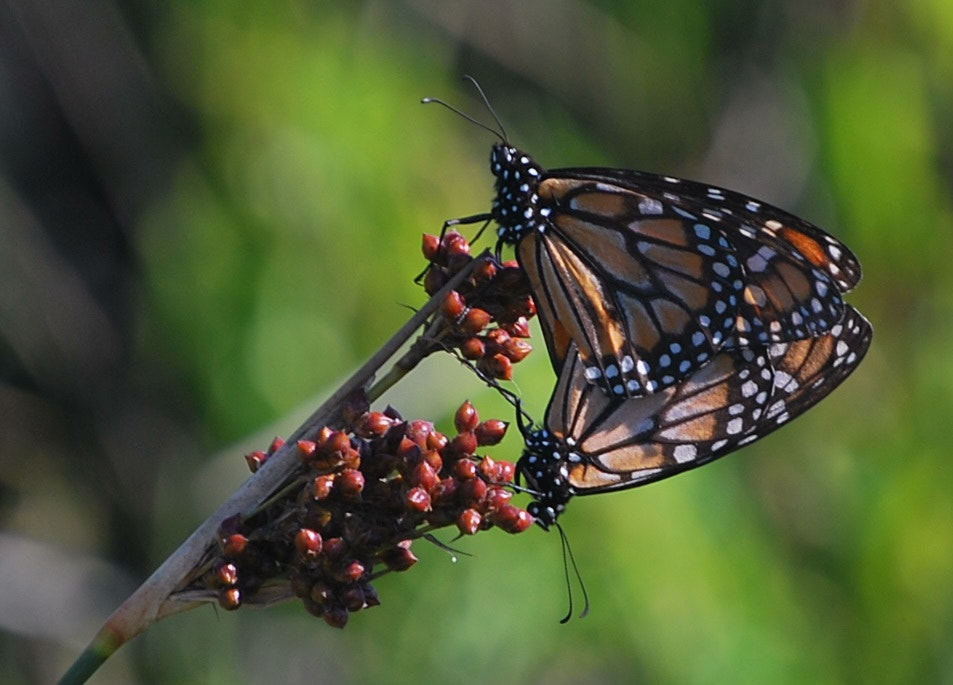 Nikon D60 sample photo. Mariposas x photography