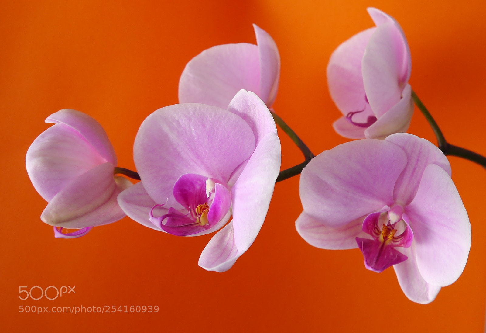 Panasonic Lumix DMC-G3 sample photo. Orchid photography