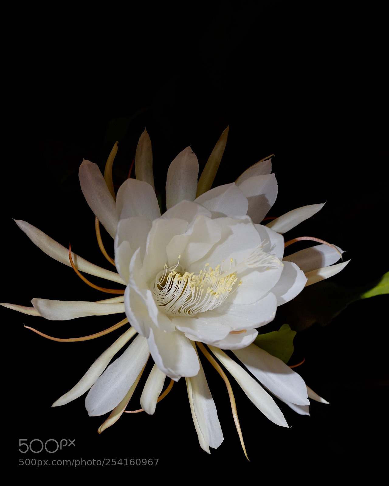 Sony a7 II sample photo. 昙花一现 photography