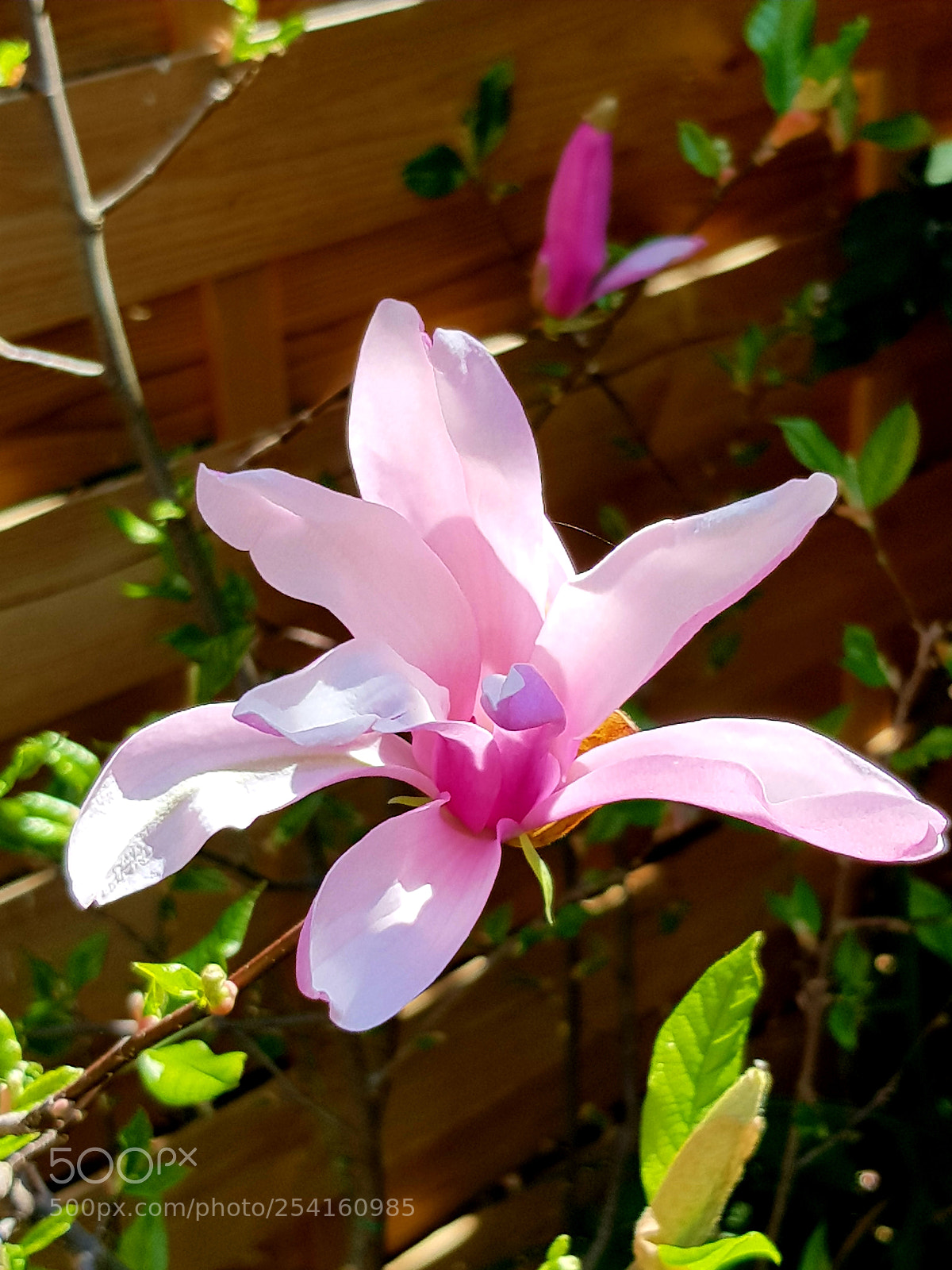 Samsung Galaxy S8 sample photo. Springtime photography