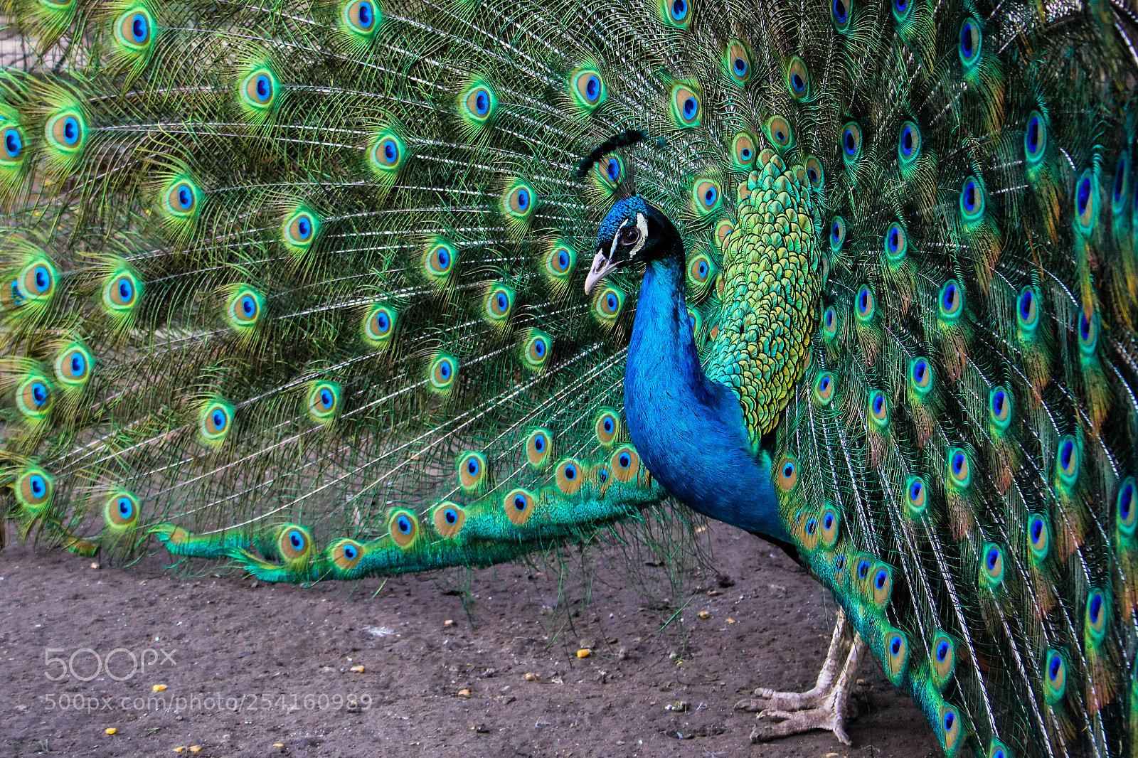 Canon EOS 750D (EOS Rebel T6i / EOS Kiss X8i) sample photo. Peafowl photography