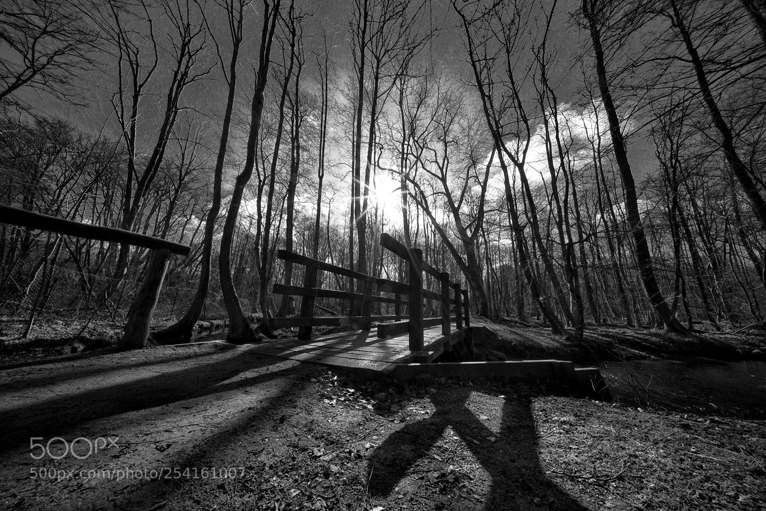 Sony a7R sample photo. Walk in the woods photography
