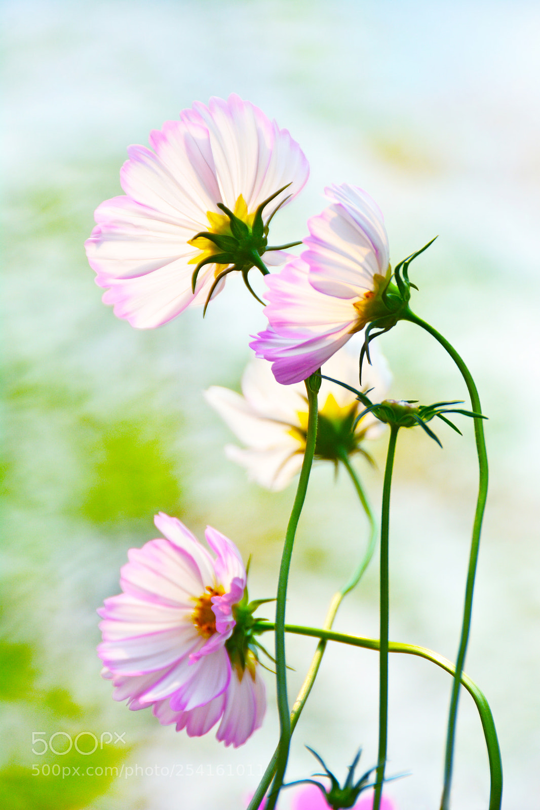 Nikon D5200 sample photo. 格桑花 galsang flower-4 photography