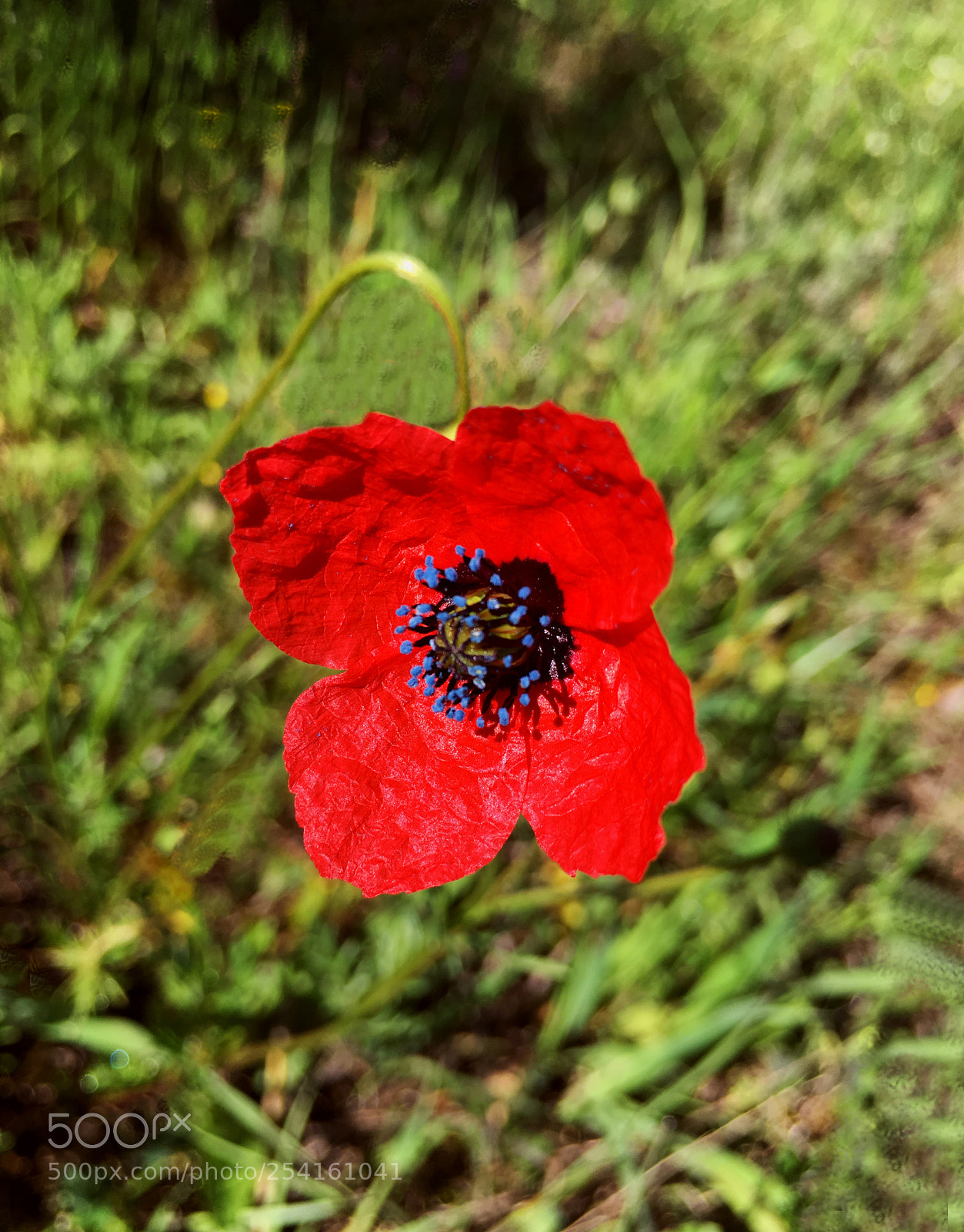 Apple iPhone 6s Plus sample photo. Flor photography