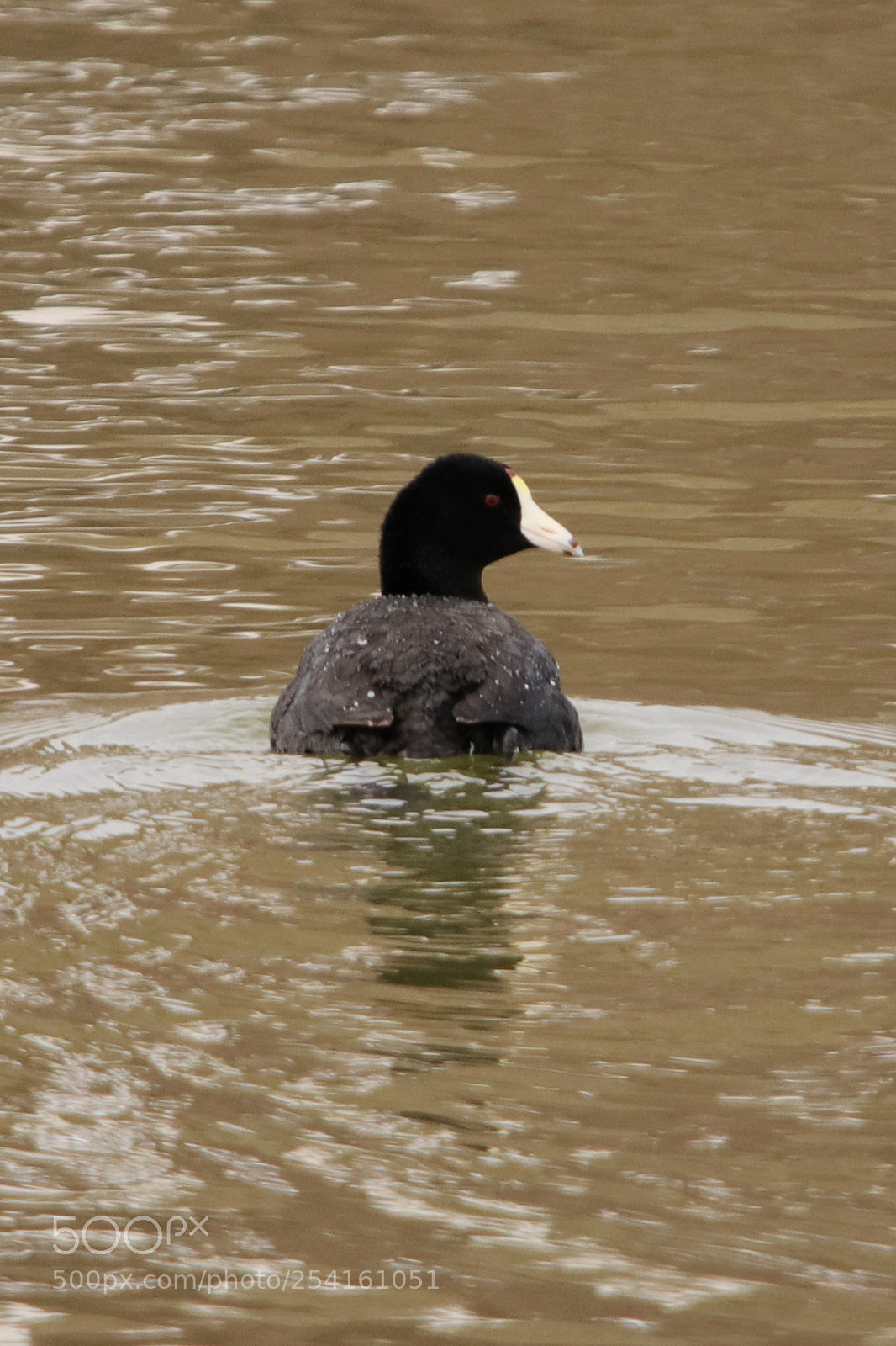 Canon EOS 80D sample photo. American coot photography