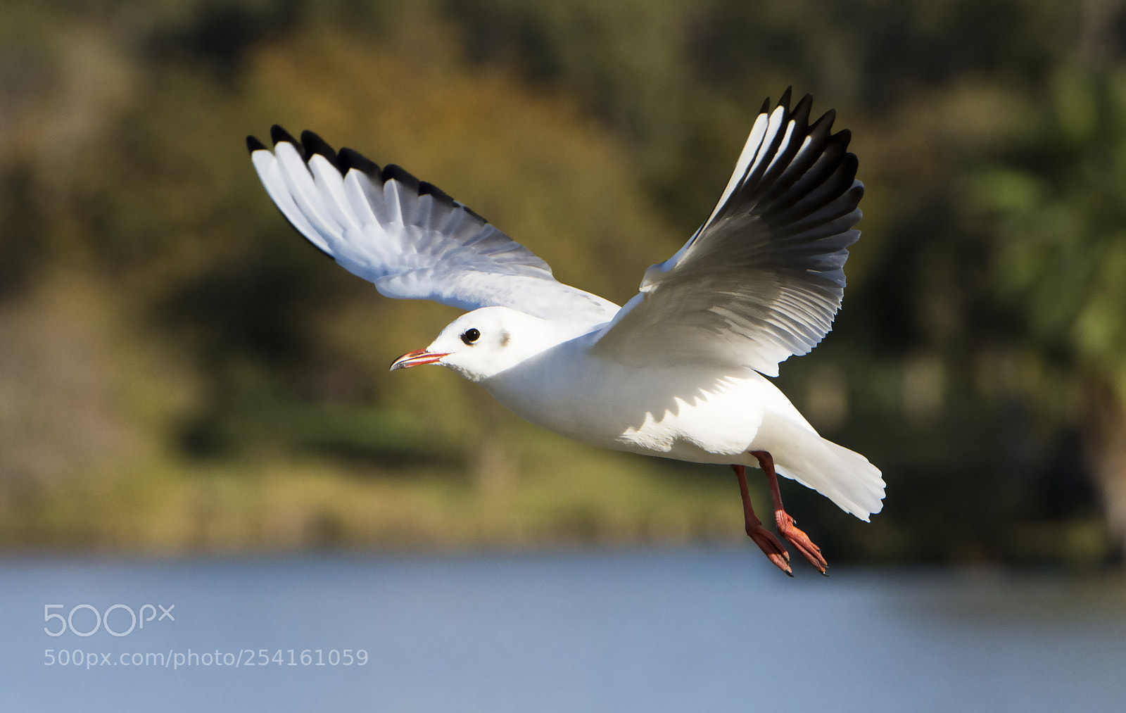 Nikon D7200 sample photo. Seagull photography