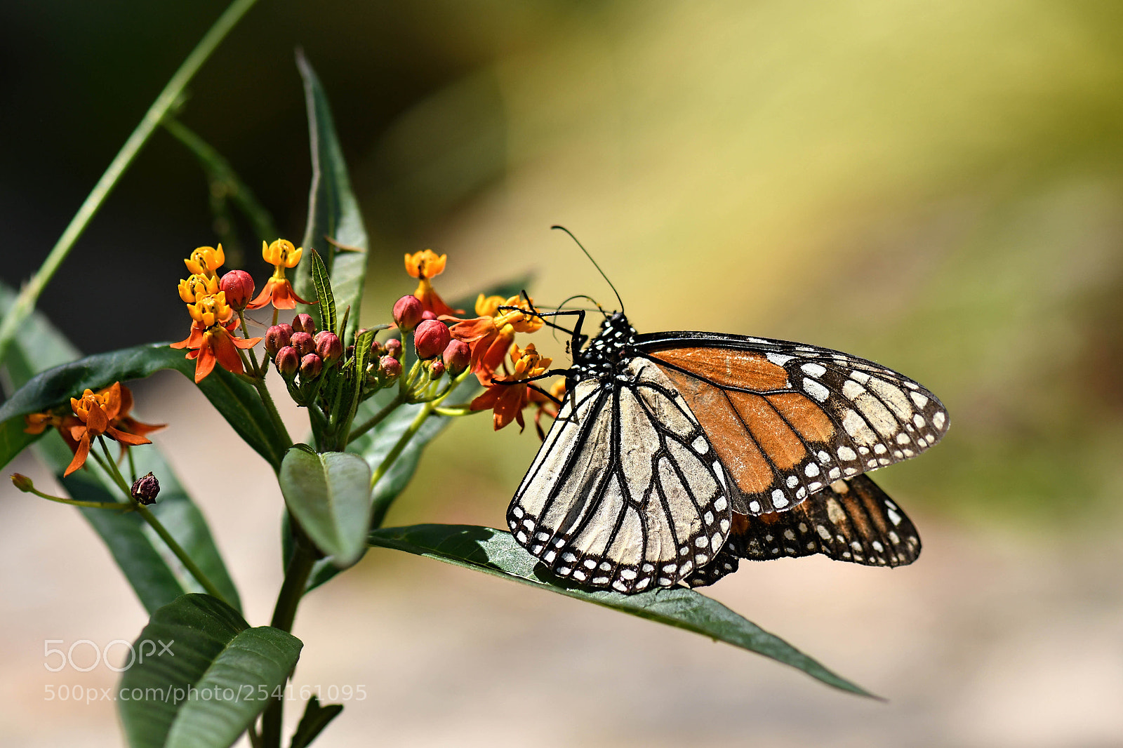 Nikon D500 sample photo. Winged geometry photography