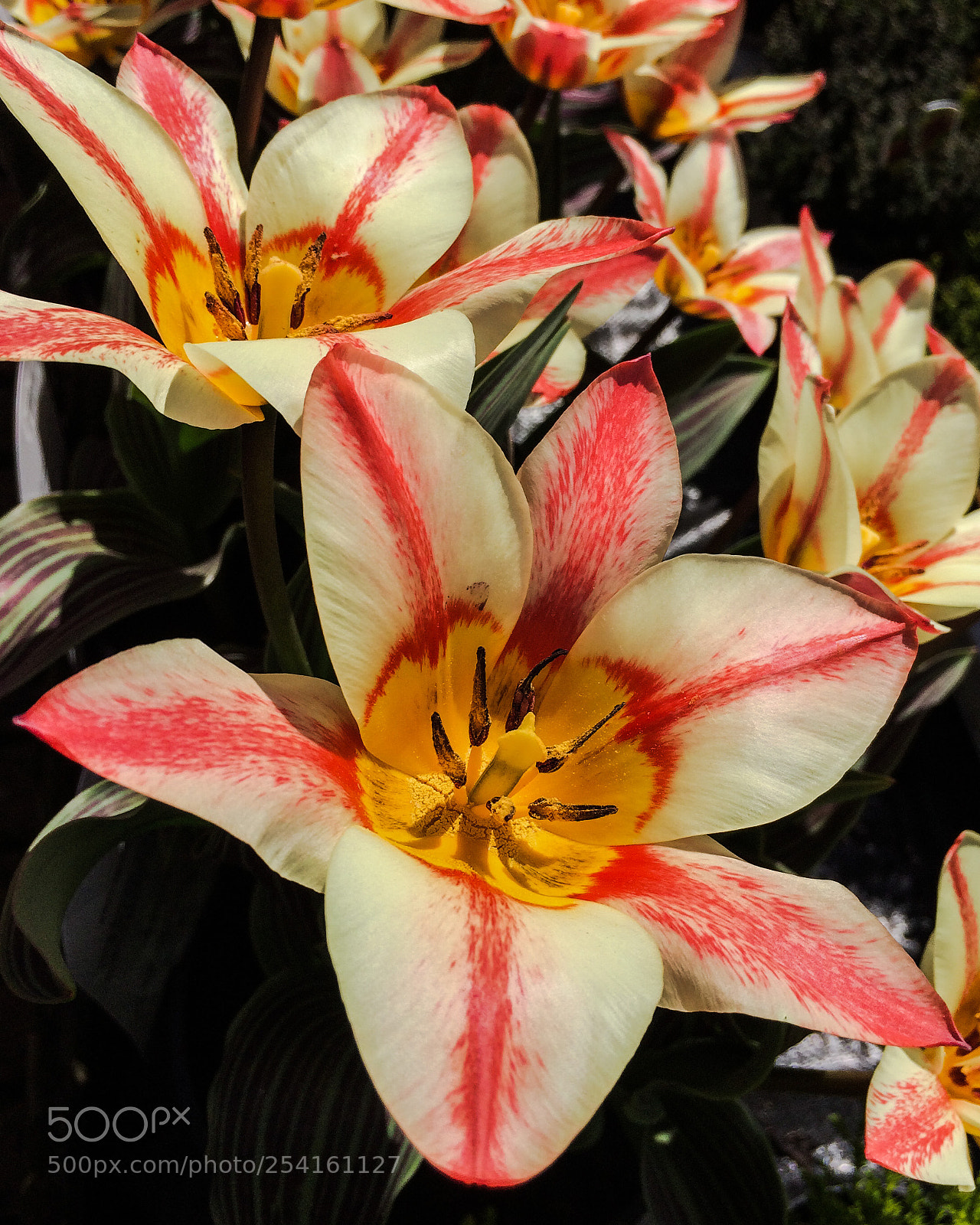 Apple iPhone 5s sample photo. Tulips photography