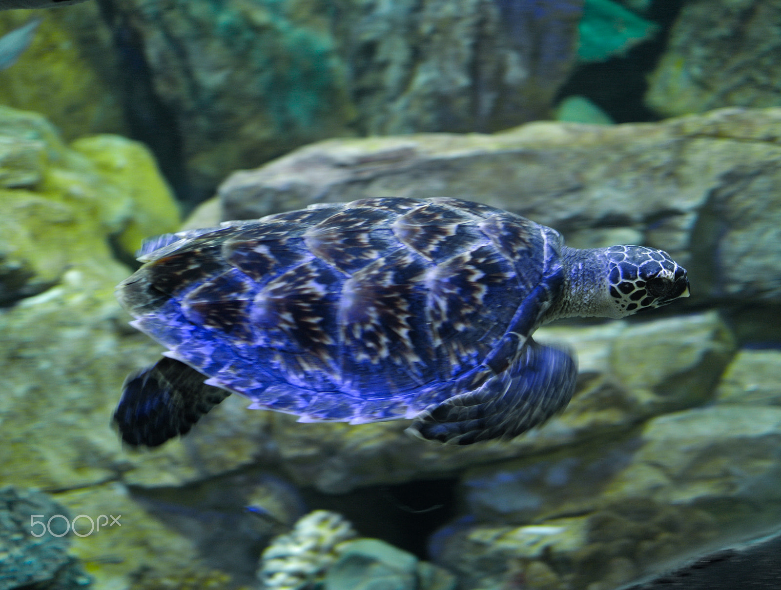 Nikon 1 J1 sample photo. A sea turtle photography