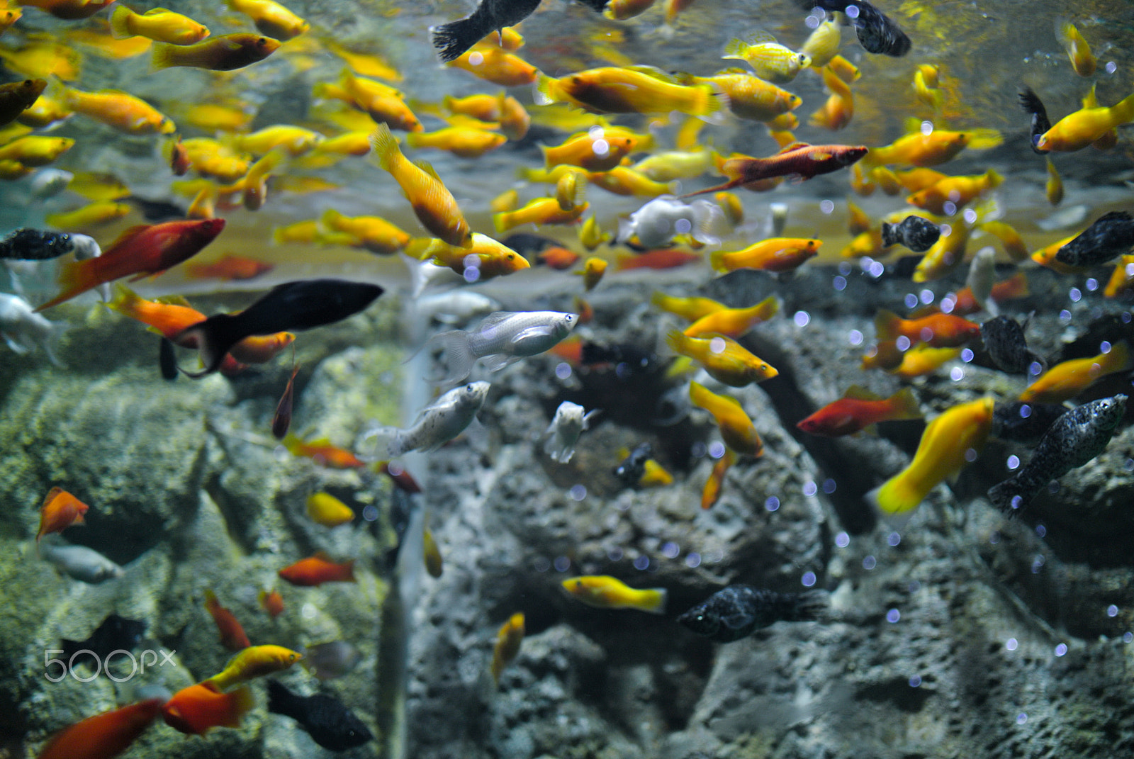 Nikon 1 J1 sample photo. Multi-colored fishes photography