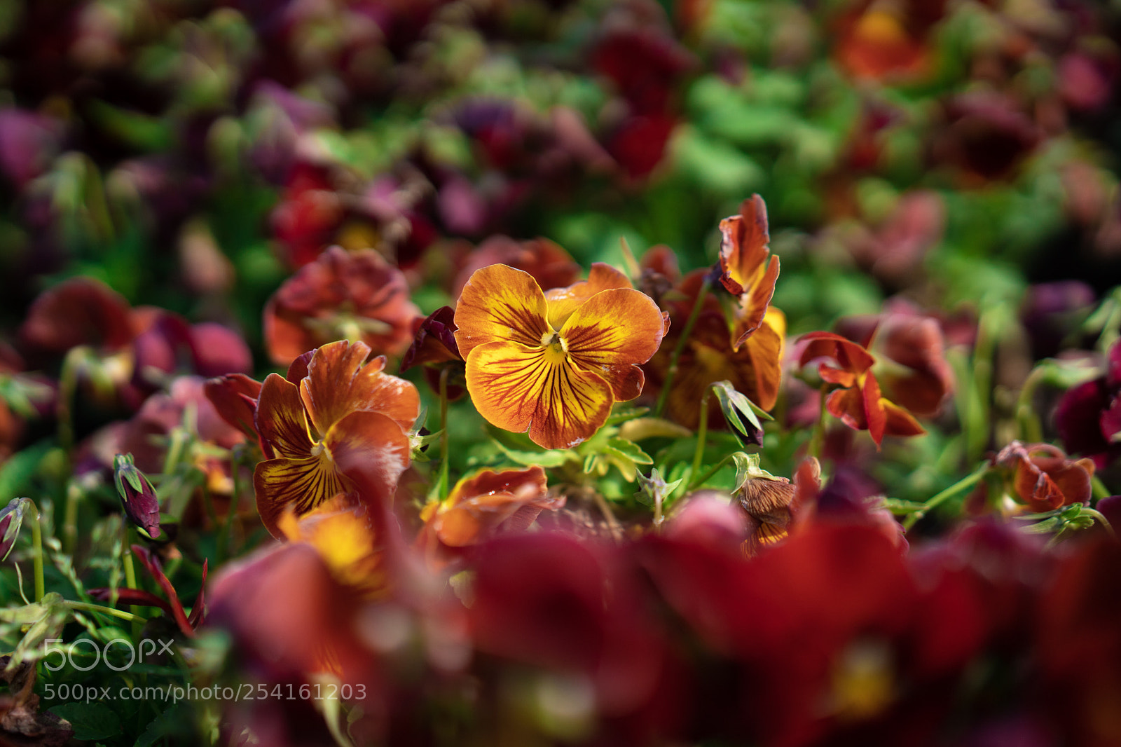 Sony a7 III sample photo. Wild flowers in seaside photography