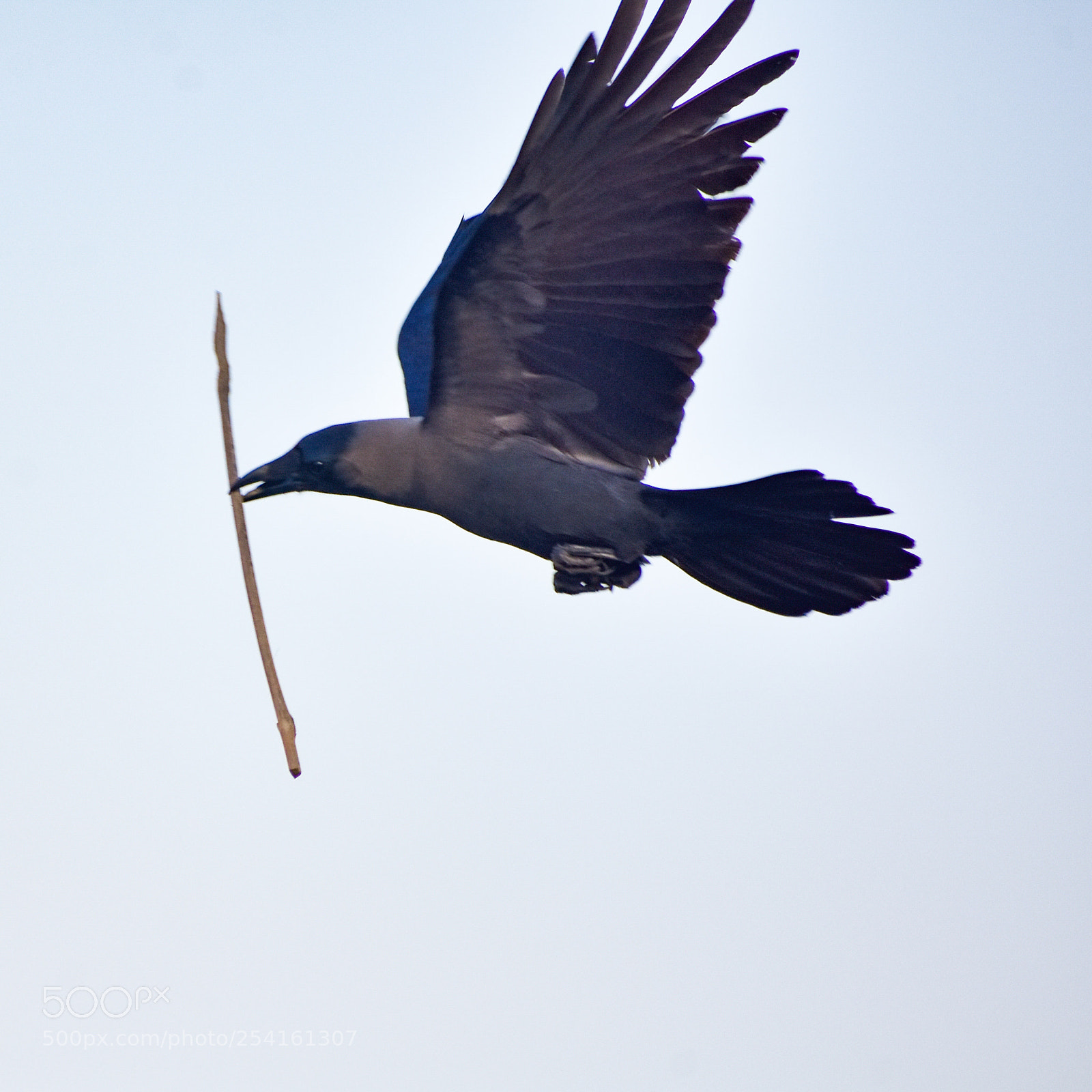 Nikon D7200 sample photo. Fly mode photography
