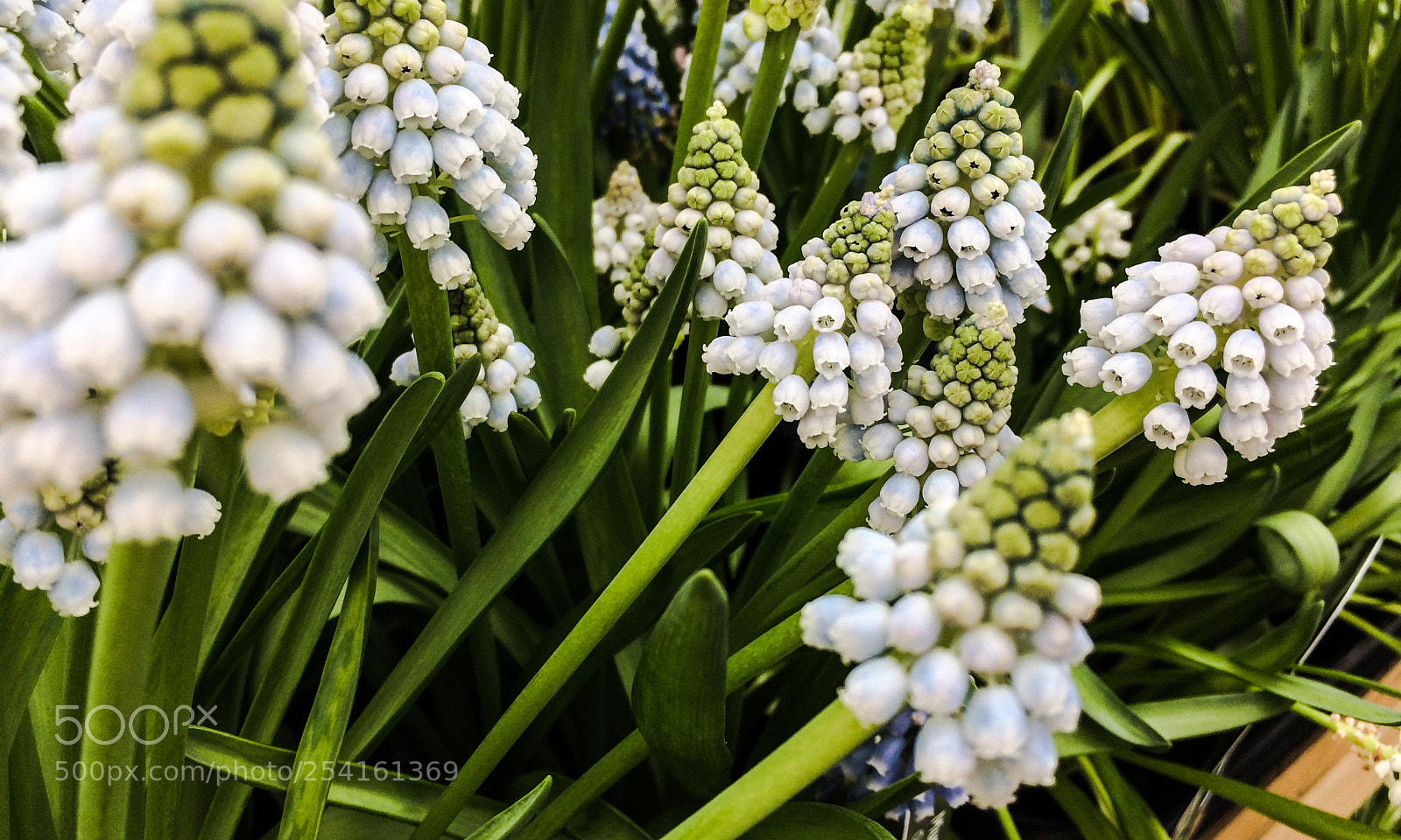 Apple iPhone 5s sample photo. Grape hyacinths photography