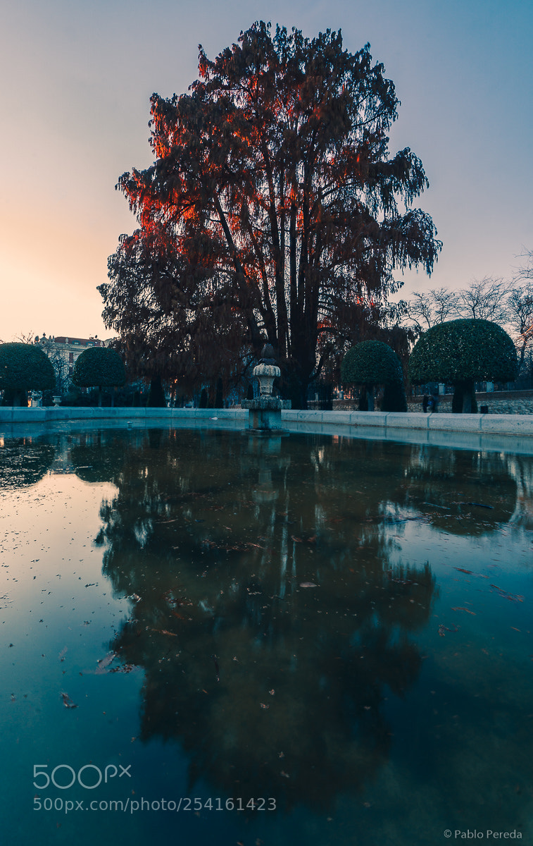 Sony a5100 sample photo. The oldest tree photography