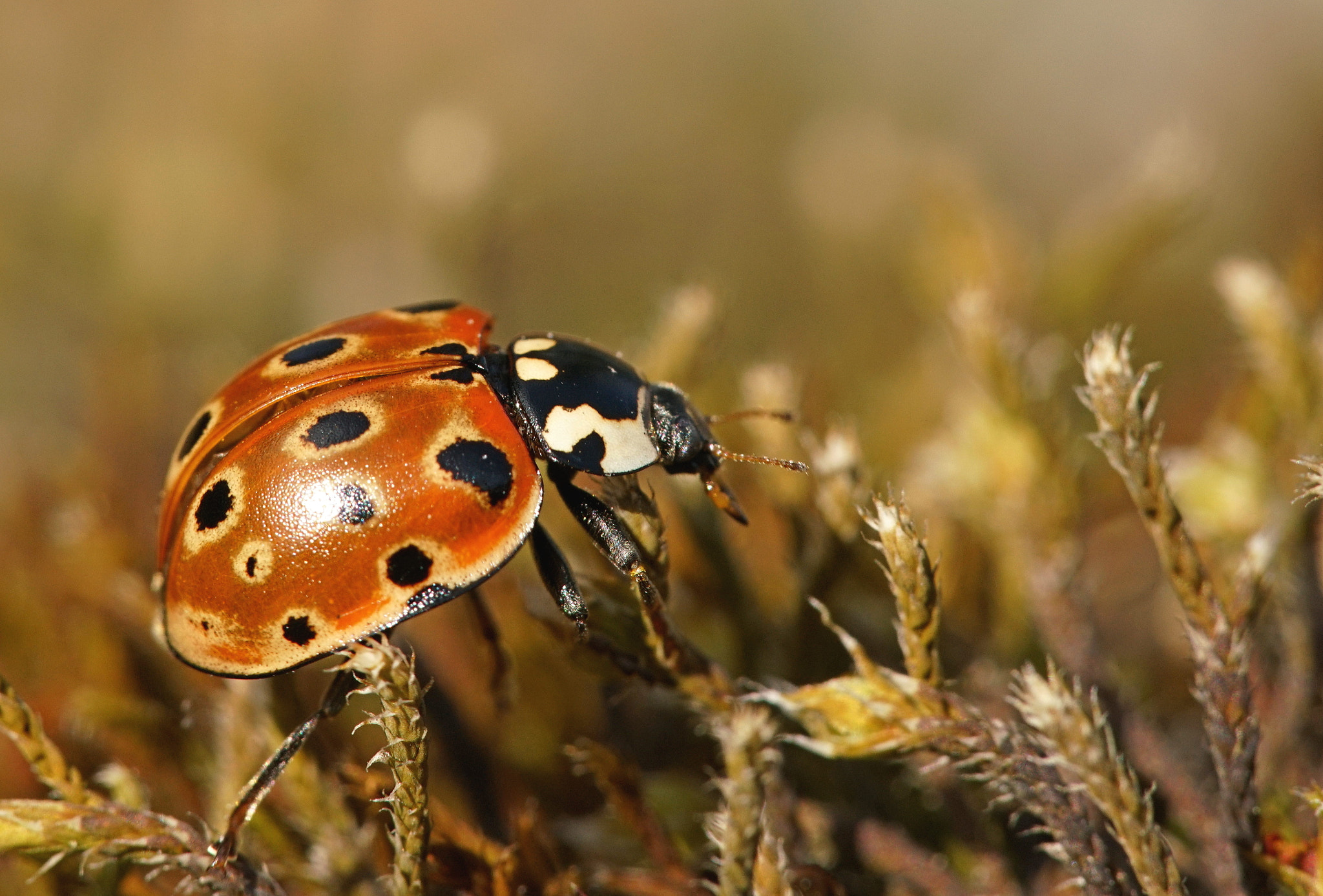 Sigma 150mm F2.8 EX DG Macro HSM sample photo. Eyed ladybug photography