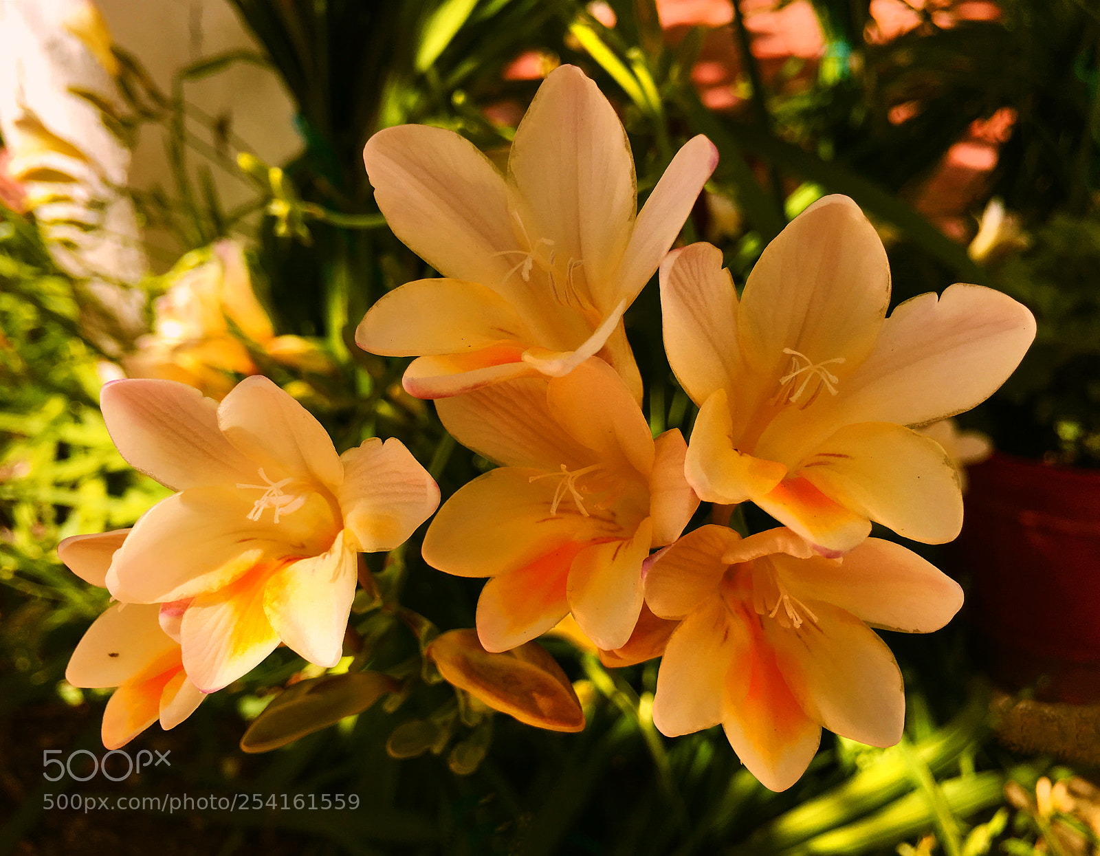 Apple iPhone 6s Plus sample photo. Flores photography