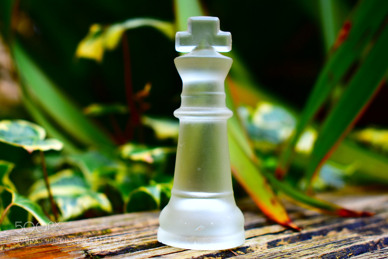 Nikon D3400 sample photo. Lonely king photography
