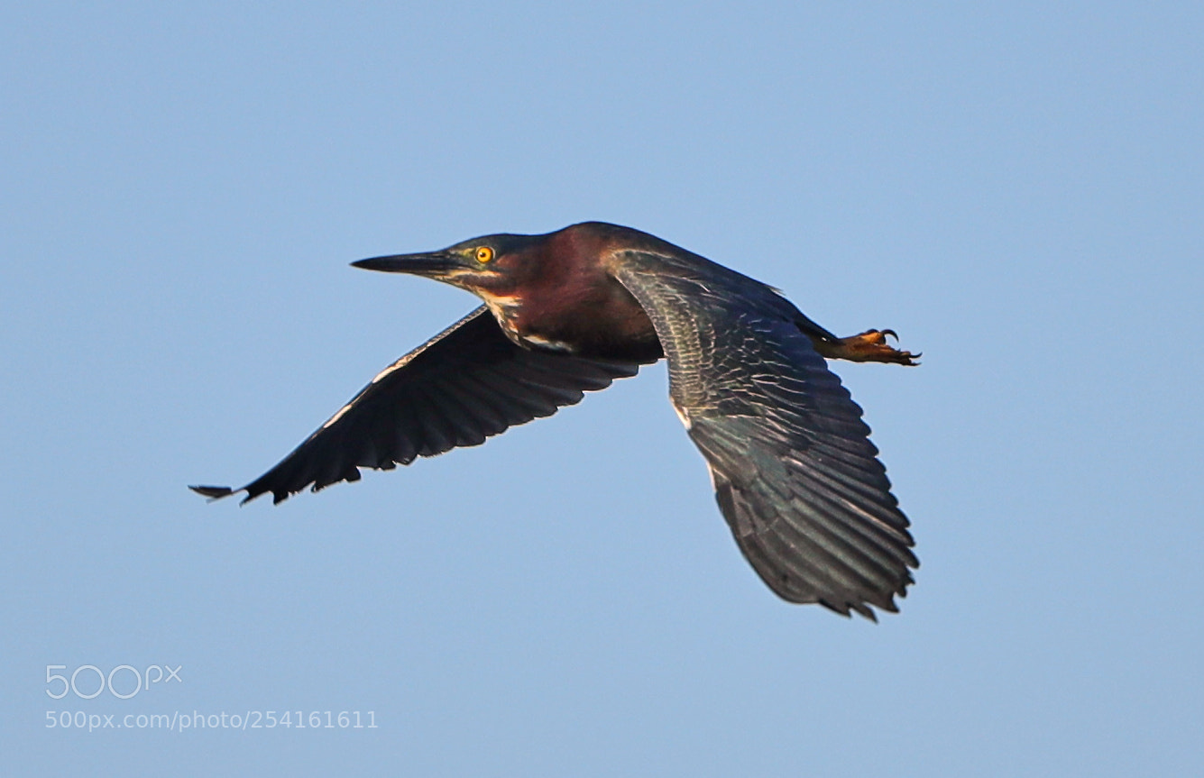 Canon EOS-1D X Mark II sample photo. 04-18-18-0013545.jpg photography