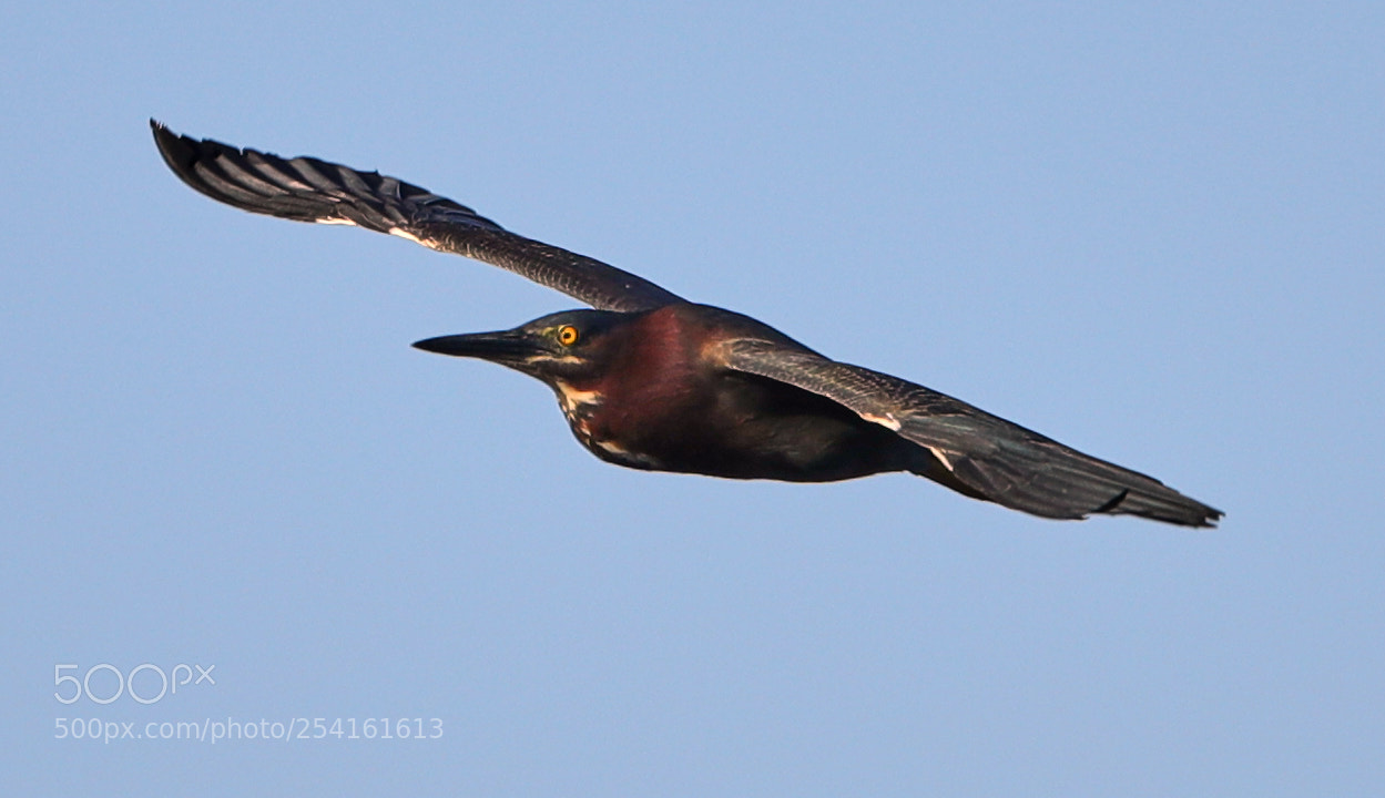 Canon EOS-1D X Mark II sample photo. 04-18-18-0013544.jpg photography