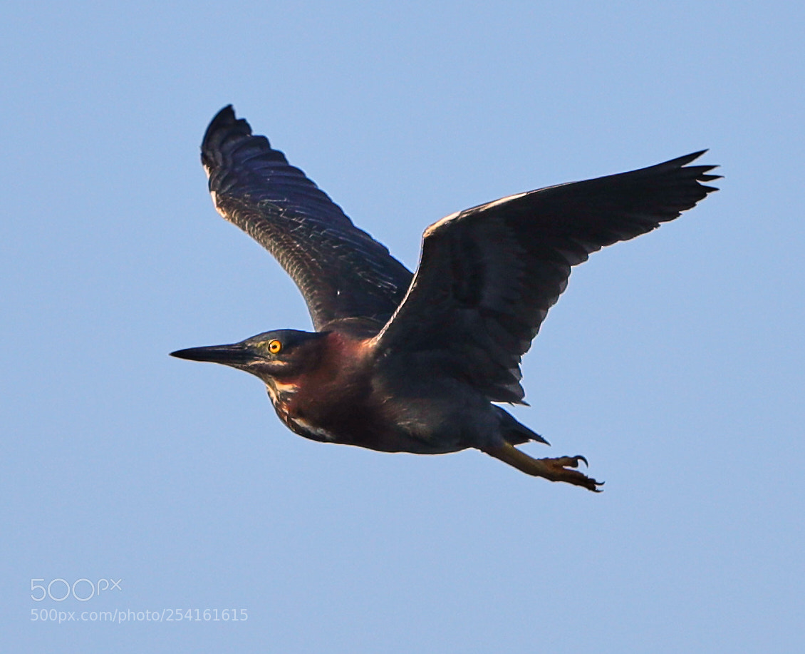 Canon EOS-1D X Mark II sample photo. 04-18-18-0013543.jpg photography