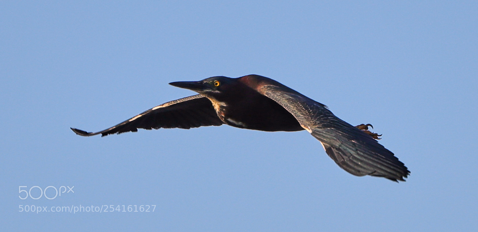 Canon EOS-1D X Mark II sample photo. 04-18-18-0013542.jpg photography