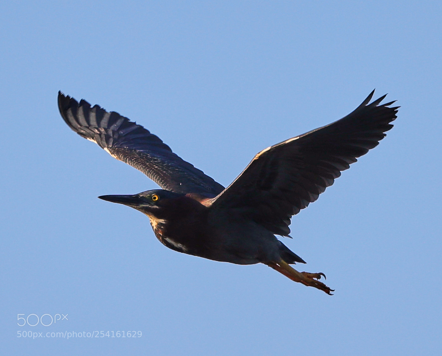 Canon EOS-1D X Mark II sample photo. 04-18-18-0013541.jpg photography