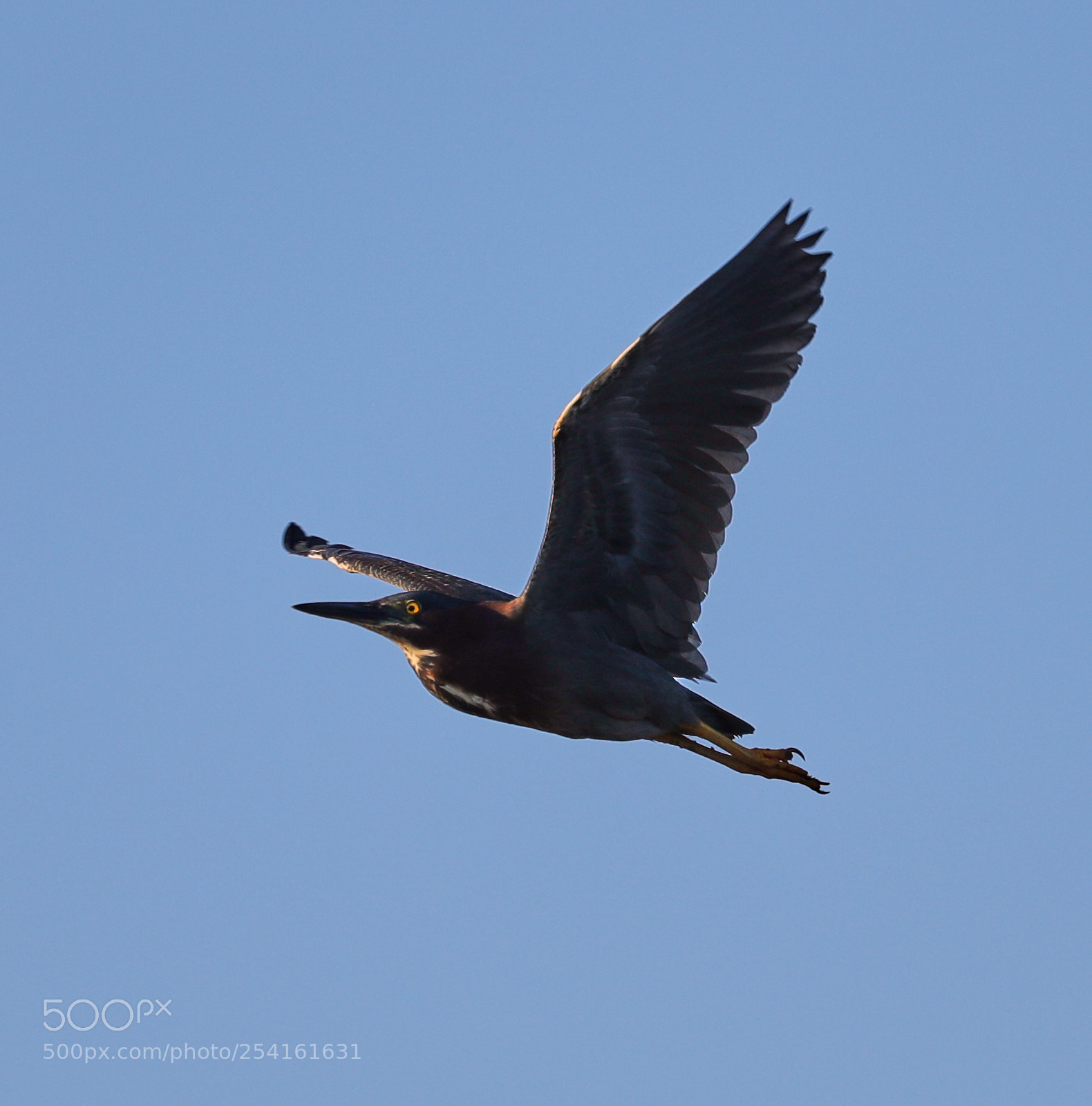 Canon EOS-1D X Mark II sample photo. 04-18-18-0013540.jpg photography