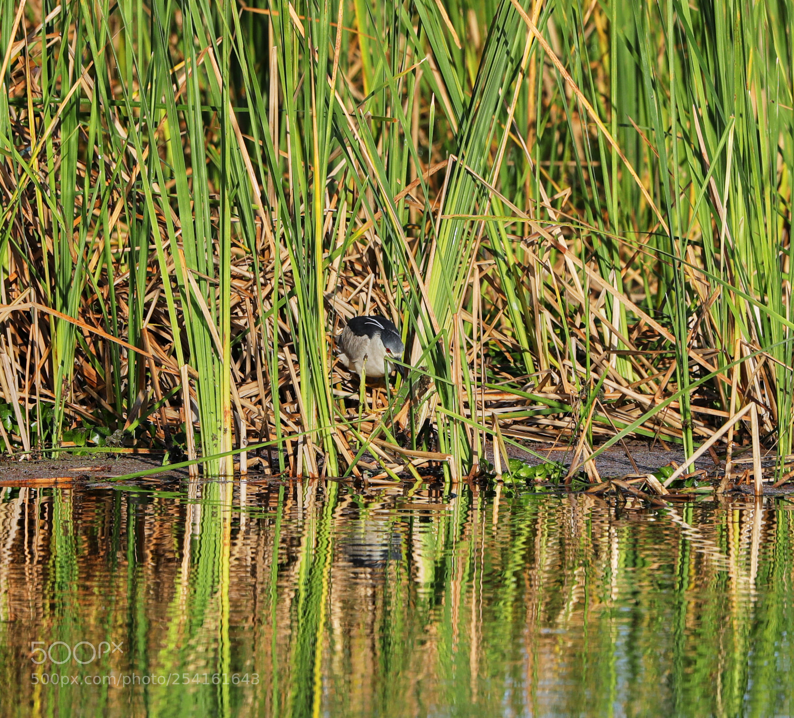 Canon EOS-1D X Mark II sample photo. 04-18-18-0013538.jpg photography