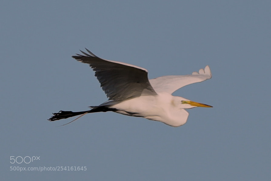 Canon EOS-1D X Mark II sample photo. 04-18-18-0013537.jpg photography