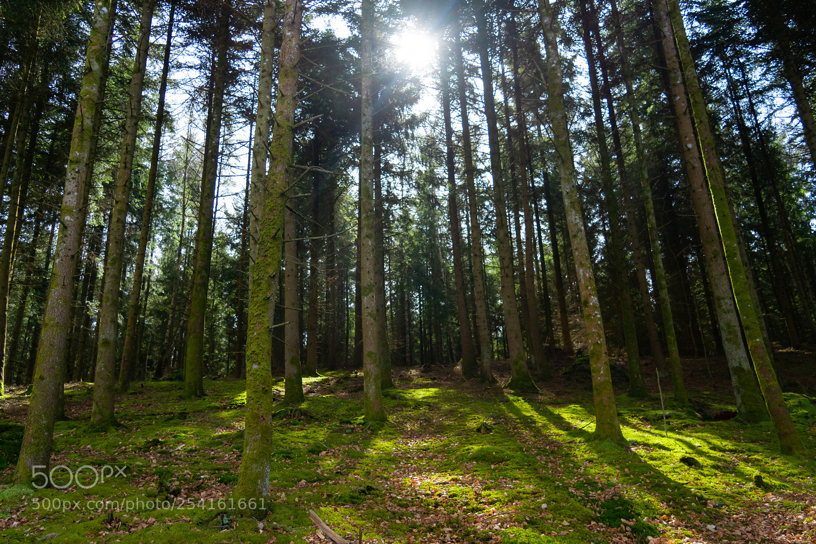 Nikon D7100 sample photo. First spring rays photography