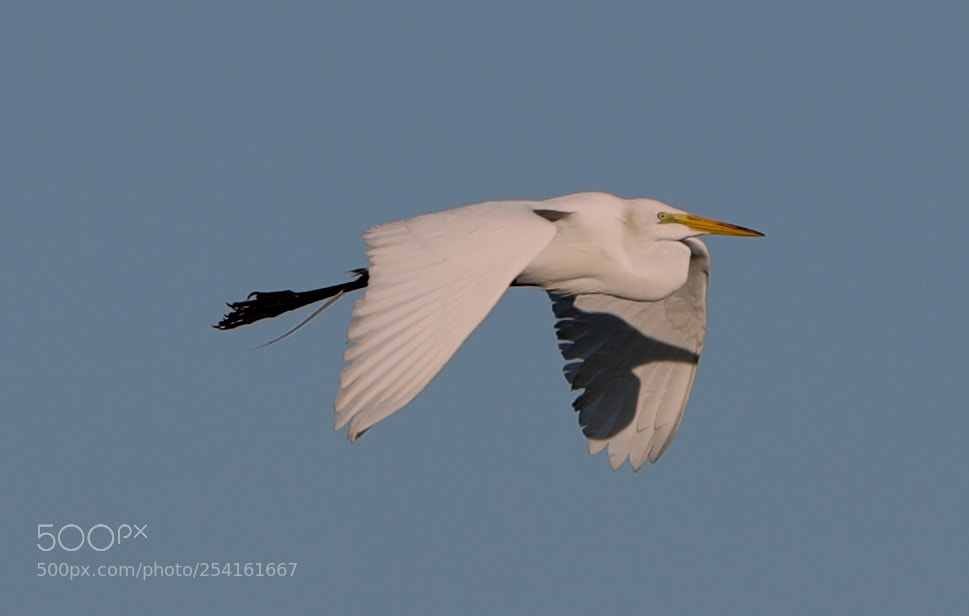 Canon EOS-1D X Mark II sample photo. 04-18-18-0013536.jpg photography