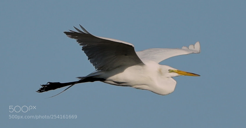 Canon EOS-1D X Mark II sample photo. 04-18-18-0013535.jpg photography