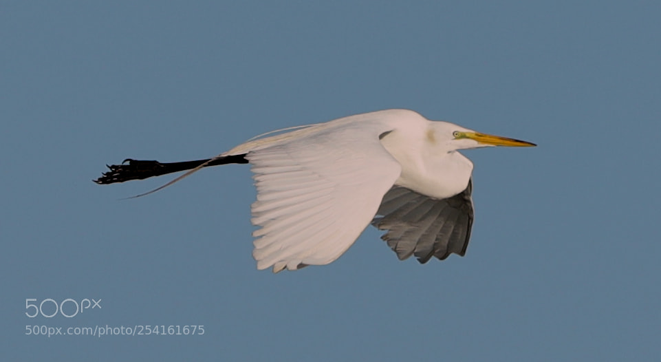 Canon EOS-1D X Mark II sample photo. 04-18-18-0013534.jpg photography