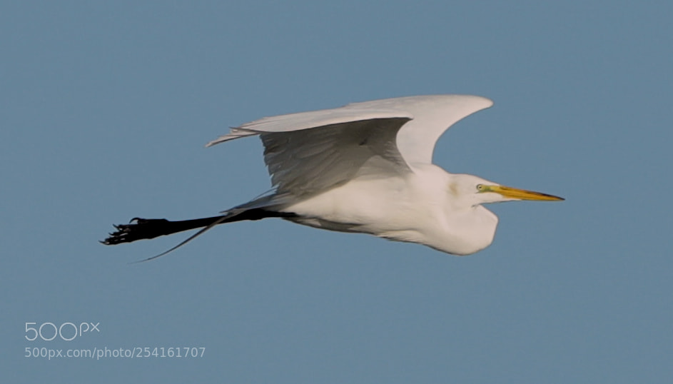 Canon EOS-1D X Mark II sample photo. 04-18-18-0013533.jpg photography
