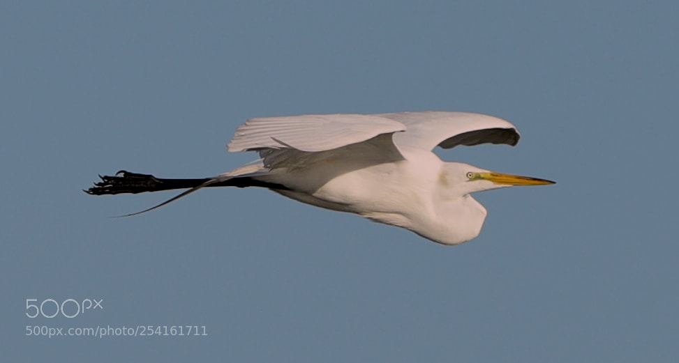 Canon EOS-1D X Mark II sample photo. 04-18-18-0013531.jpg photography
