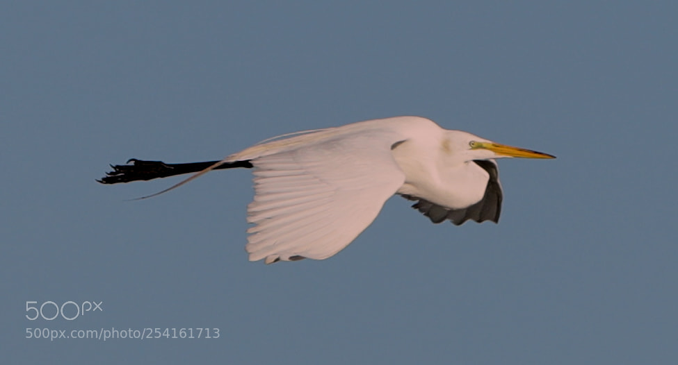 Canon EOS-1D X Mark II sample photo. 04-18-18-0013532.jpg photography