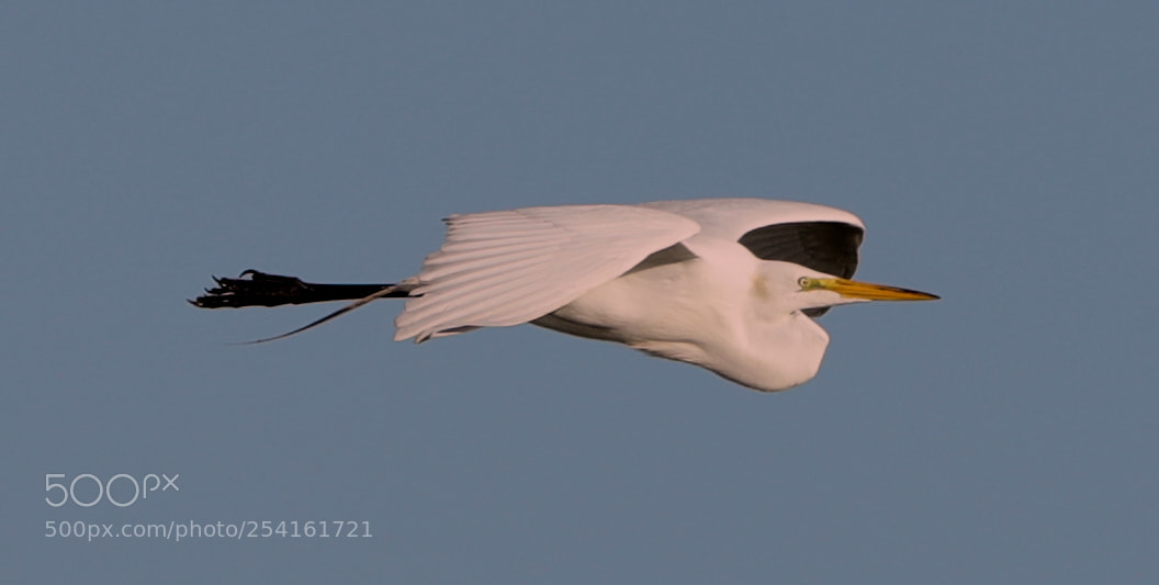 Canon EOS-1D X Mark II sample photo. 04-18-18-0013530.jpg photography