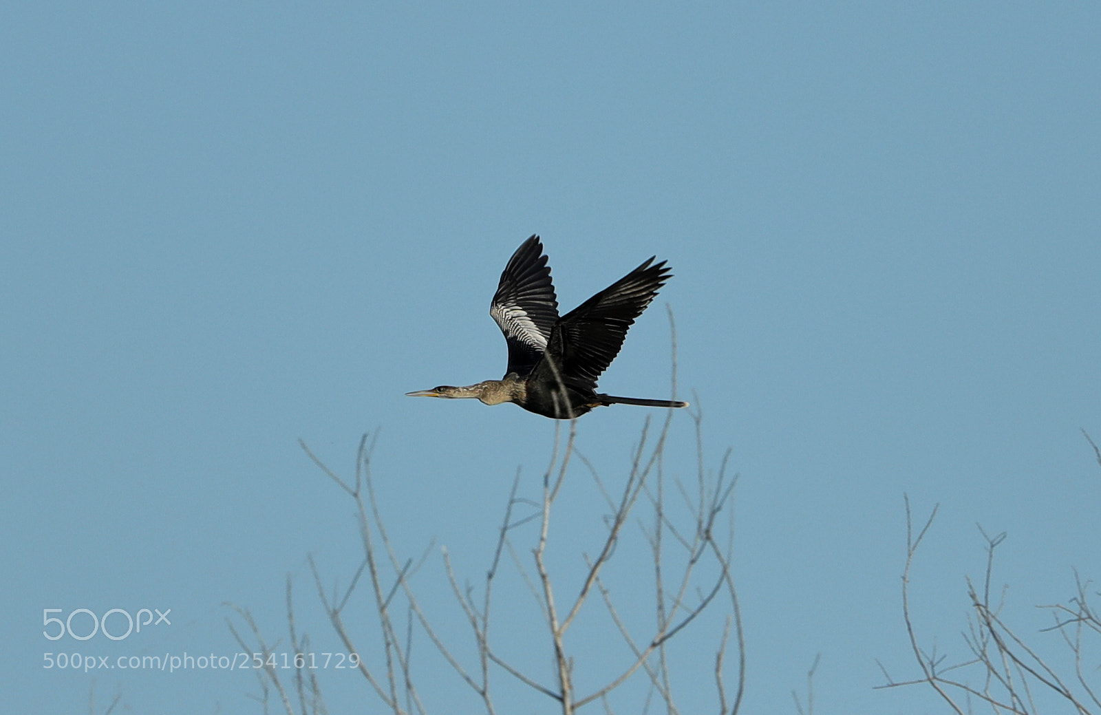 Canon EOS-1D X Mark II sample photo. 04-18-18-0013526.jpg photography