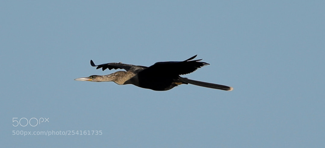 Canon EOS-1D X Mark II sample photo. 04-18-18-0013525.jpg photography