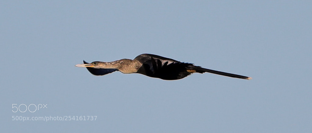 Canon EOS-1D X Mark II sample photo. 04-18-18-0013524.jpg photography