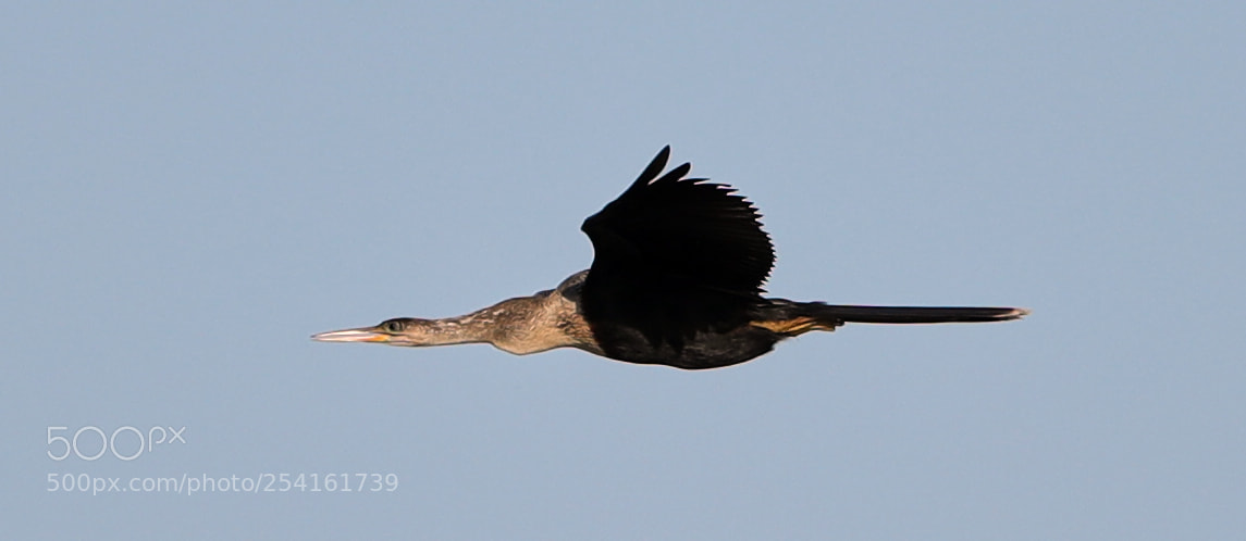 Canon EOS-1D X Mark II sample photo. 04-18-18-0013522.jpg photography