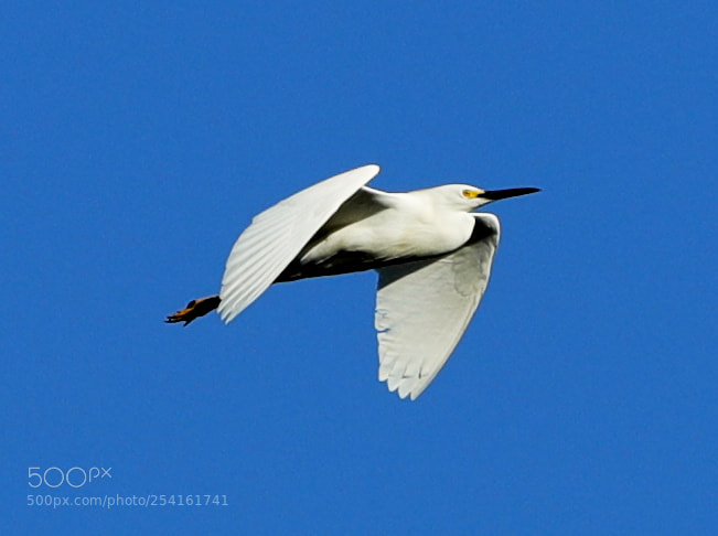 Canon EOS-1D X Mark II sample photo. 04-18-18-0013521.jpg photography