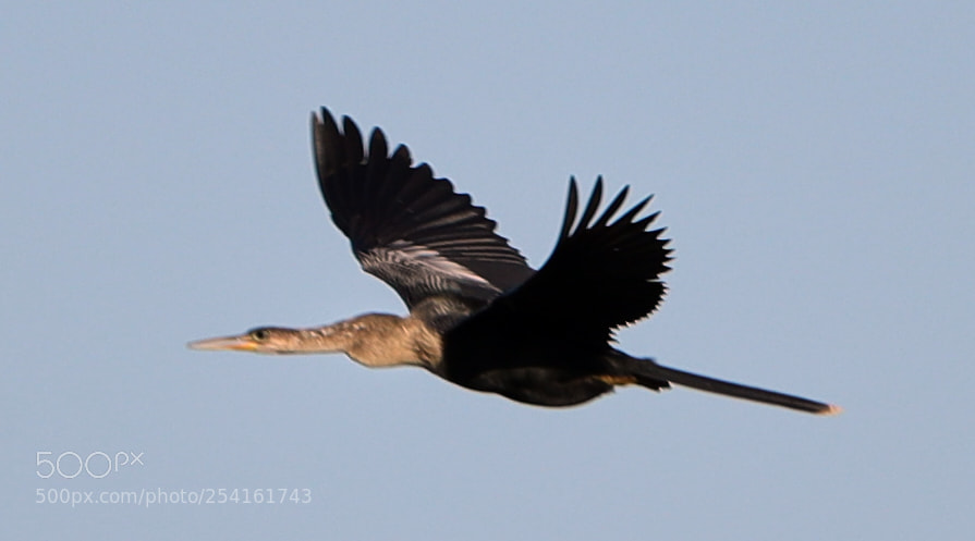 Canon EOS-1D X Mark II sample photo. 04-18-18-0013523.jpg photography