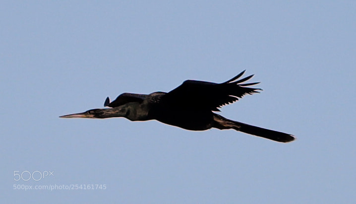 Canon EOS-1D X Mark II sample photo. 04-18-18-0013520.jpg photography